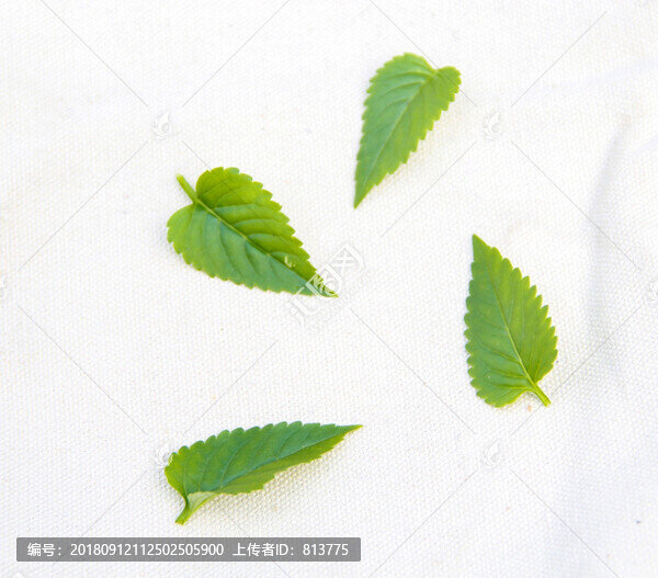 四片綠葉