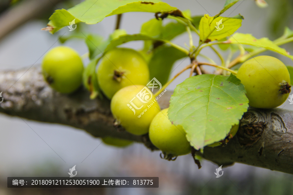 枝頭青果