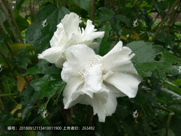 白色木槿花
