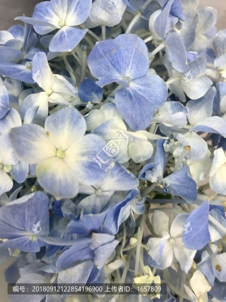 鮮花背景