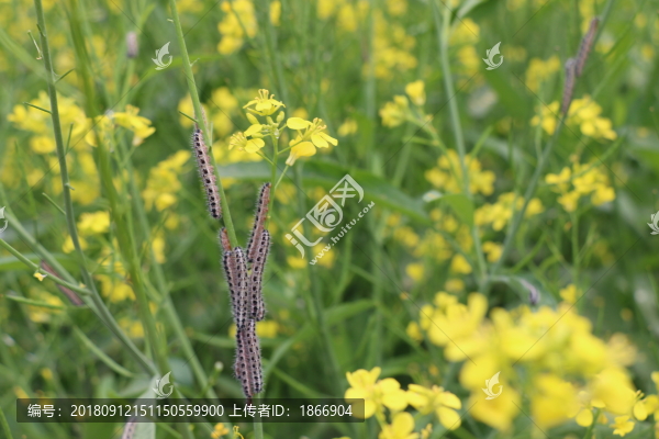 油菜地里的毛毛蟲