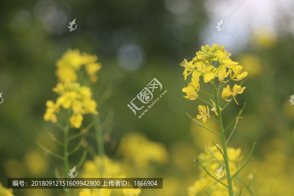 油菜花