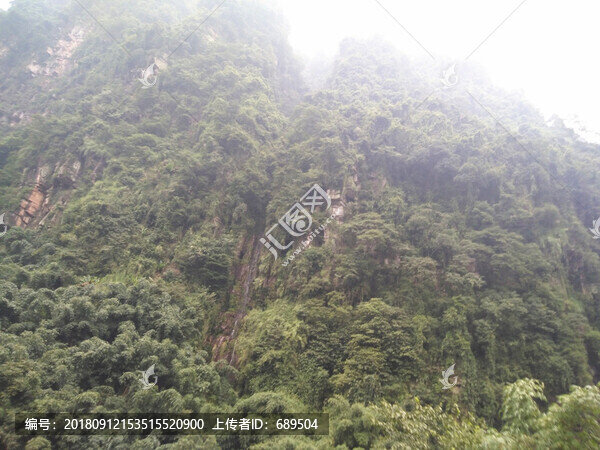 高山植被