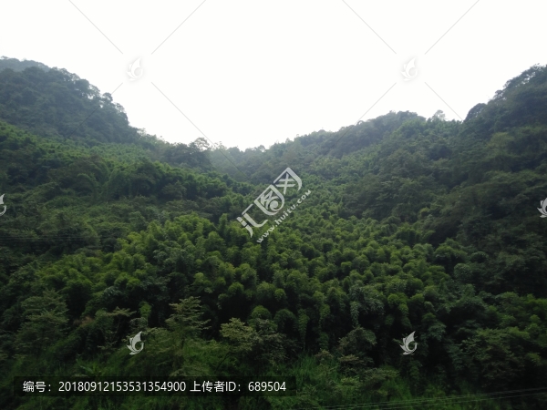 高山植被
