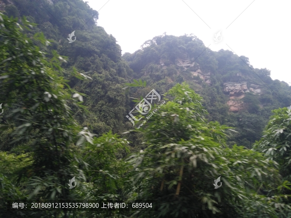 高山植被