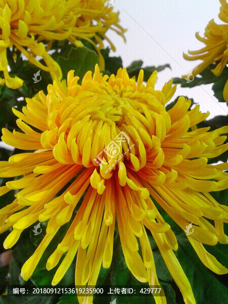 菊花