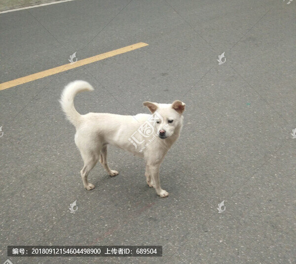狗