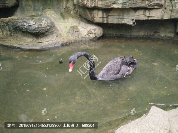 黑天鵝