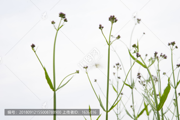 野花