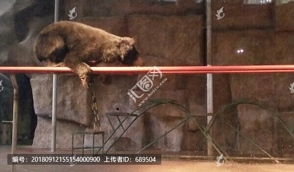 猛獸表演雜技