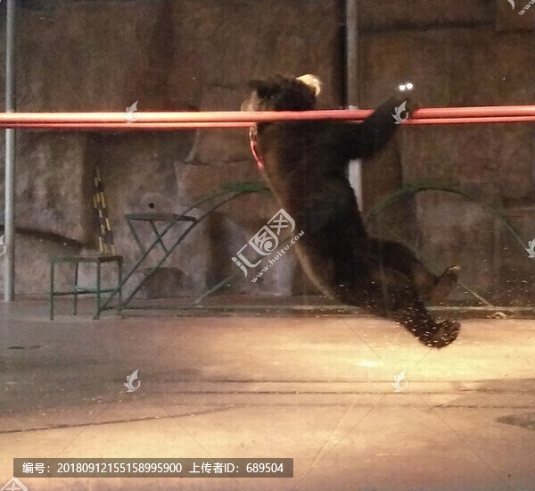 馴獸表演
