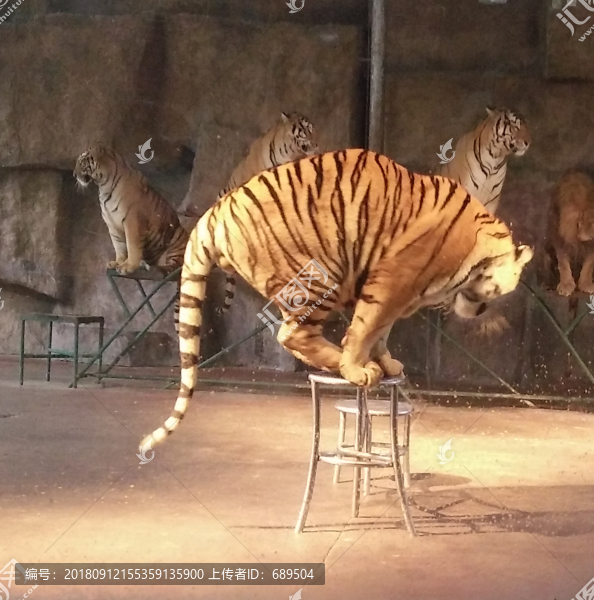 猛獸表演雜技
