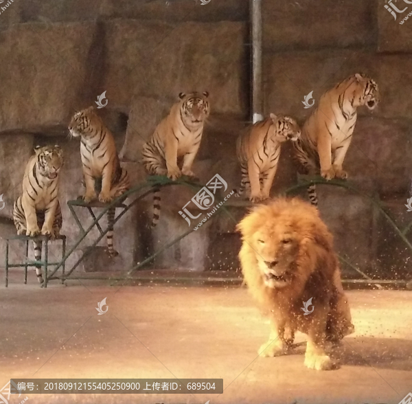 猛獸表演雜技