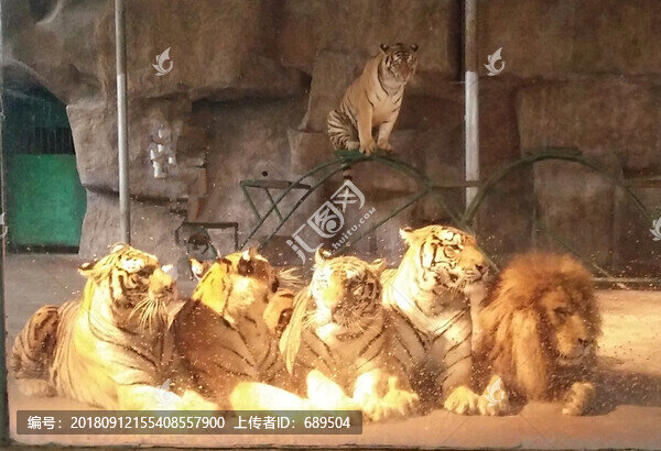 猛獸表演雜技