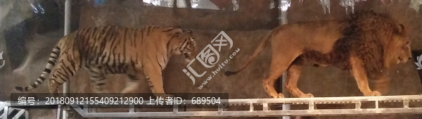 猛獸表演雜技