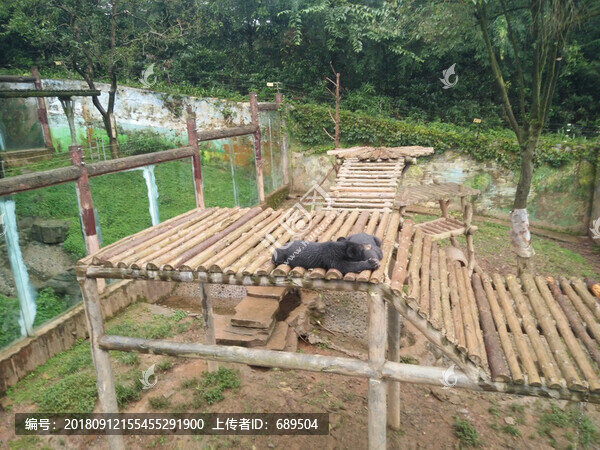 黑熊