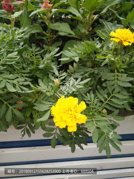 花卉