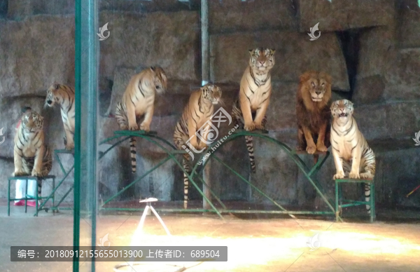 猛獸表演雜技