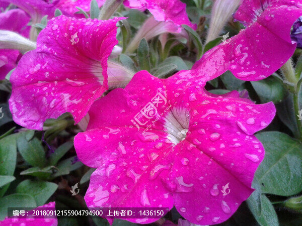 花草