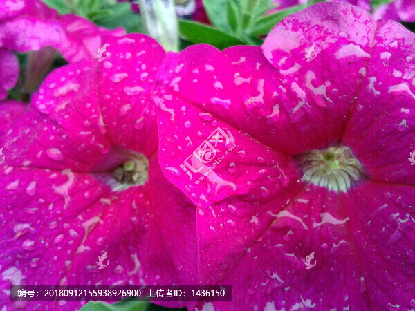 花瓣