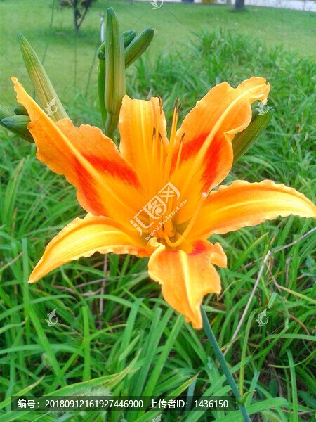 黃花菜