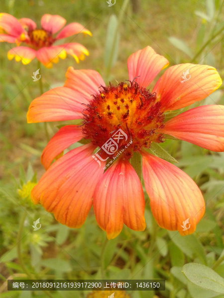 金盞菊