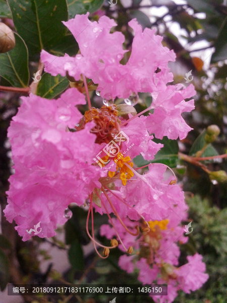 紫薇花