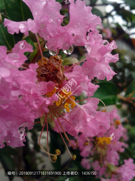 紫薇花