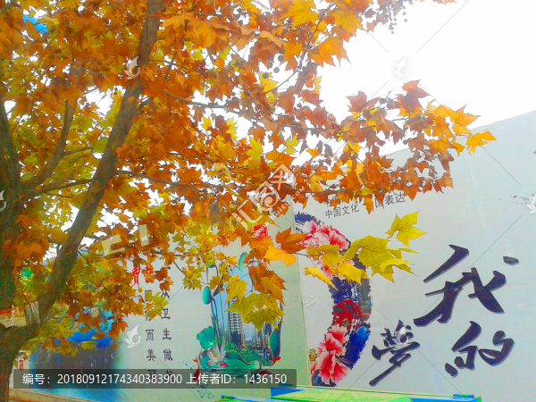 樹葉