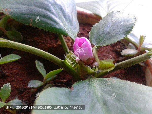 小花