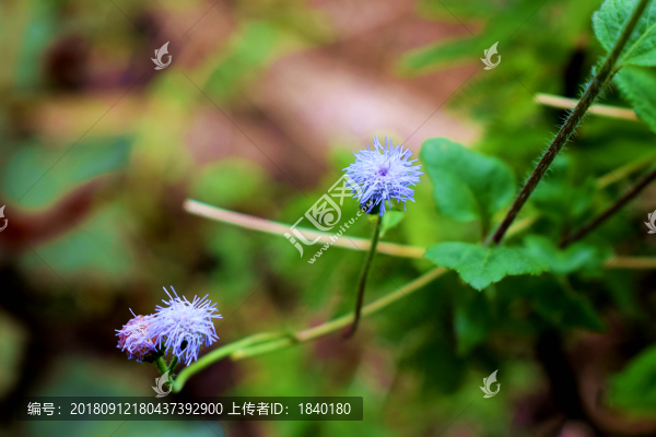 花卉