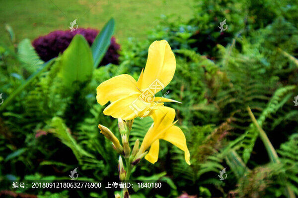 花卉
