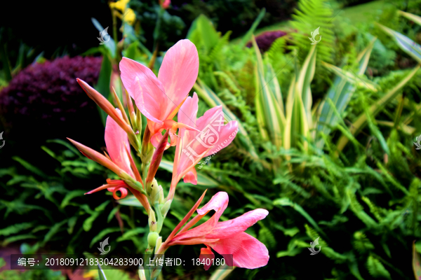 花