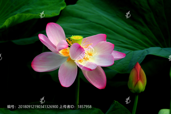 荷花