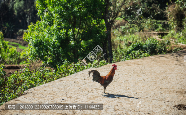 散養(yǎng)雞