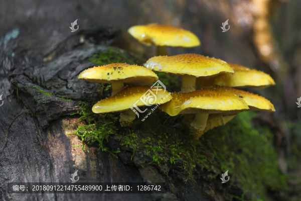 蘑菇