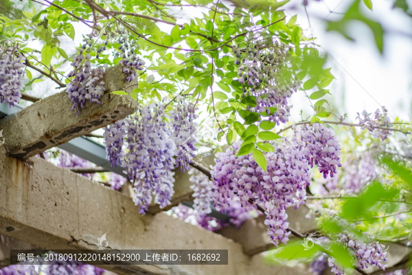 紫藤蘿