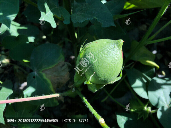 棉花棉桃