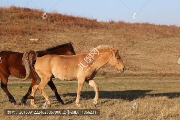 草原上奔跑的兩只馬