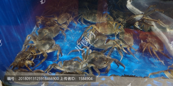 盤錦河蟹
