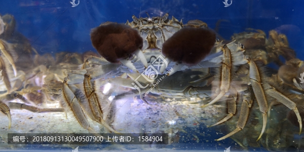 盤錦河蟹