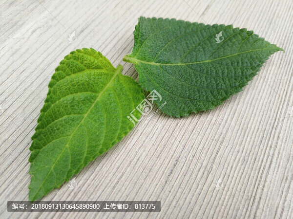 兩片綠葉木紋面