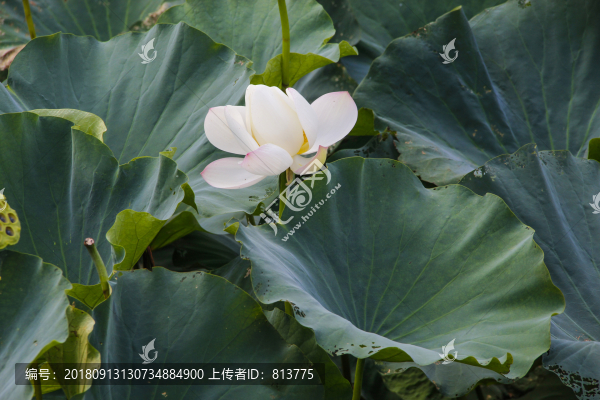 清荷