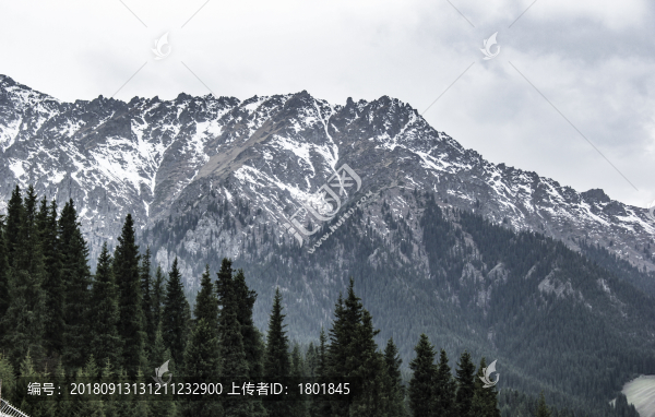 天山森林