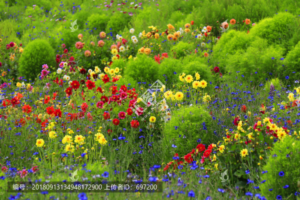花卉