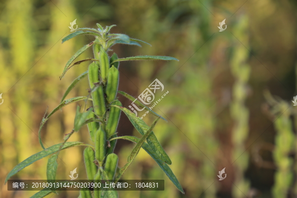 芝麻