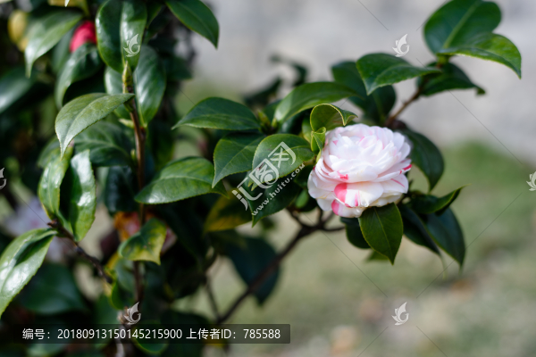 茶花