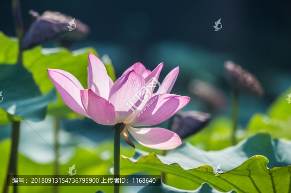秋荷