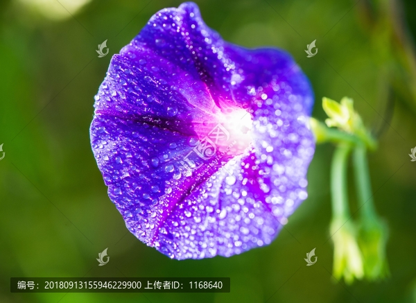 露珠