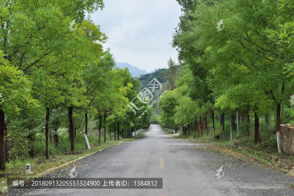 垂柳風(fēng)景
